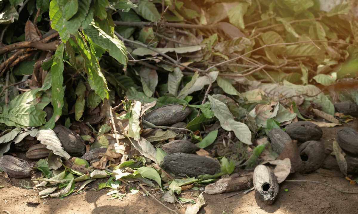 rotten cacao pods in farm field-1.png
